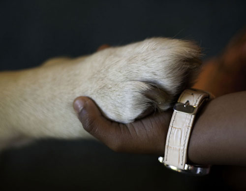 Hand holding a paw